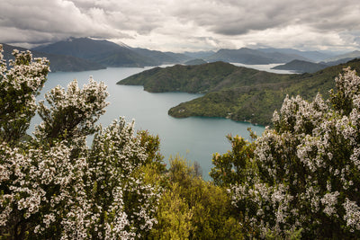 The History & Story Behind Manuka Honey